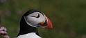Puffin